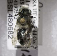 Image of Osmia alpestris Rust & Bohart 1986