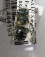 Image of Osmia unca Michener 1937