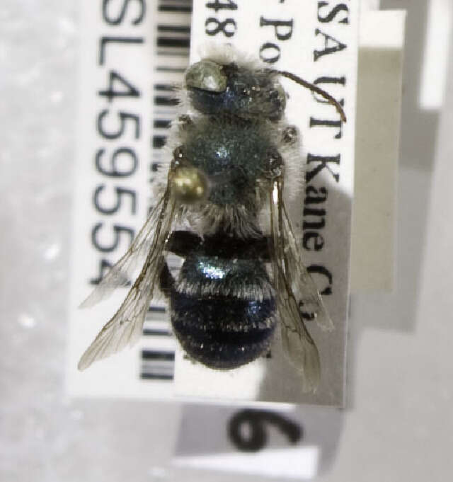 Image of Osmia unca Michener 1937