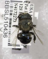 Image of Osmia austromaritima Michener 1936