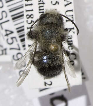 Image of California Mason Bee
