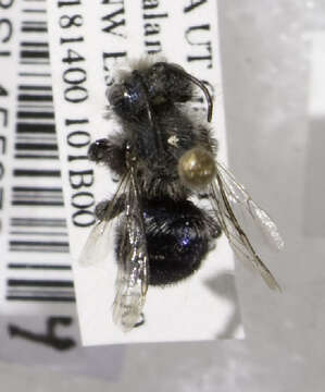 Image de Osmia grinnelli Cockerell 1910