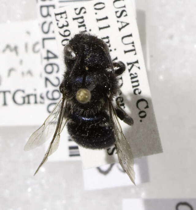 Image of Osmia grinnelli Cockerell 1910