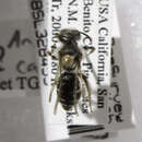 Image of Andrena candida Smith 1879