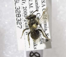 Image of Andrena candida Smith 1879