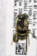 Image of Dianthidium ulkei (Cresson 1878)