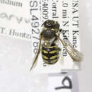 صورة Dianthidium parvum (Cresson 1878)