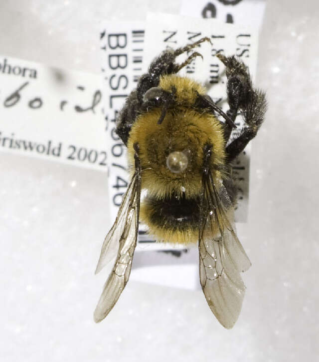 Image of Bumble-bee-mimic Anthophora