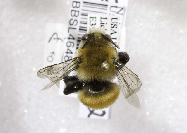 Image of Bumble-bee-mimic Anthophora