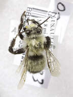 Image of Bumble-bee-mimic Anthophora