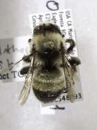 Image of Bumble-bee-mimic Anthophora