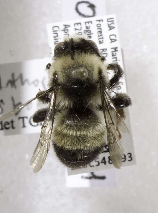 Image of Bumble-bee-mimic Anthophora