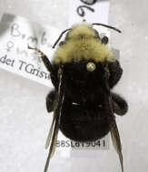 Image de Bombus insularis (Smith 1861)