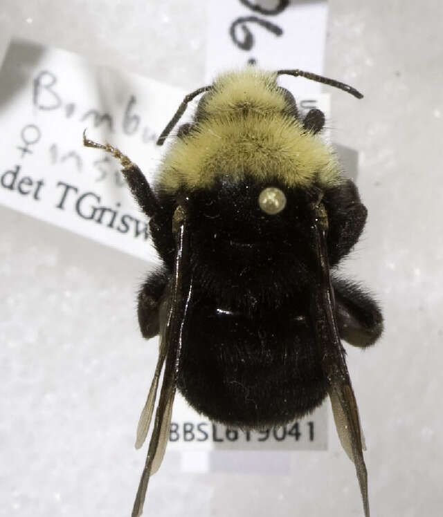 Image de Bombus insularis (Smith 1861)