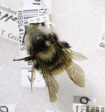 Image of White Shouldered Bumble Bee