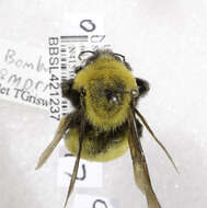 Image of Morrison Bumble Bee