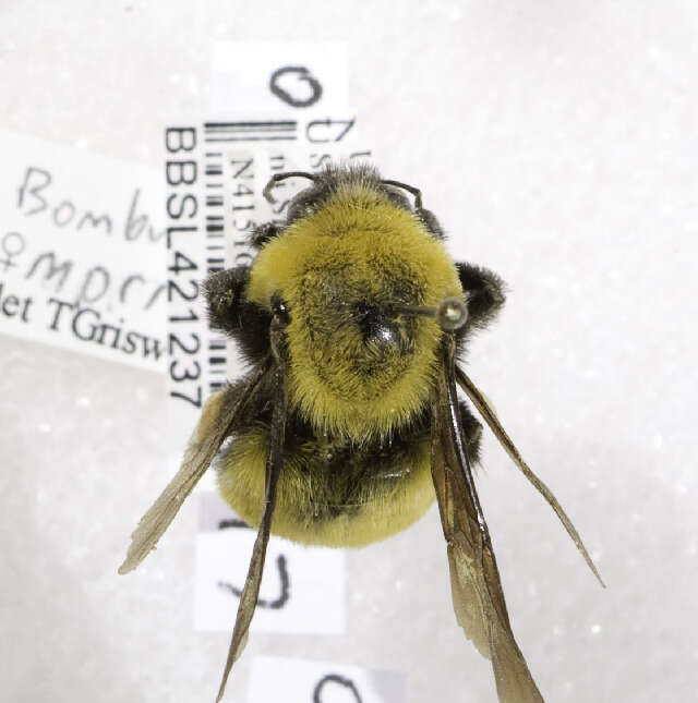 Image of Morrison Bumble Bee