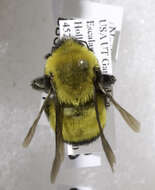 Image of Morrison Bumble Bee