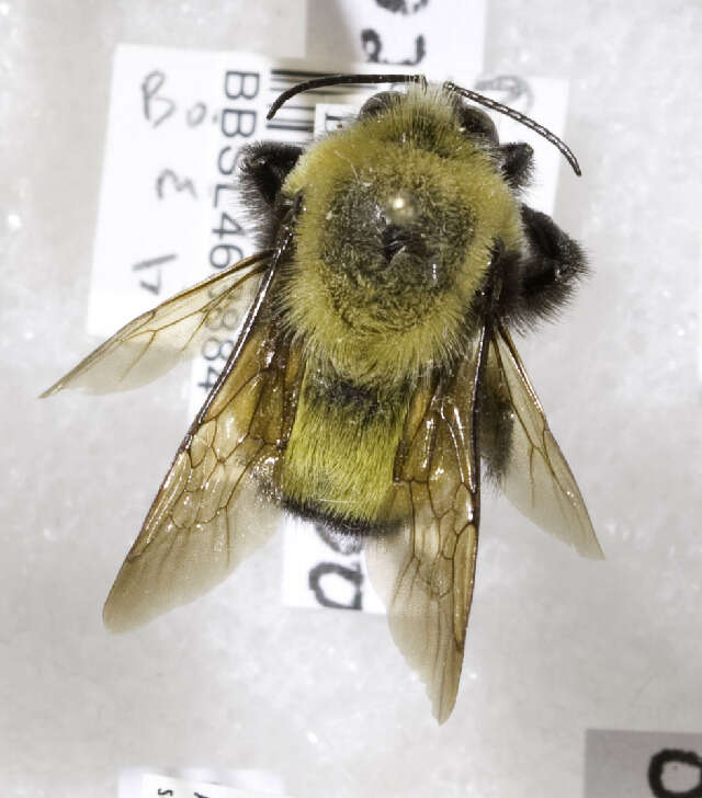 Image of Morrison Bumble Bee