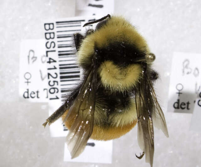 Image of Hunt Bumble Bee