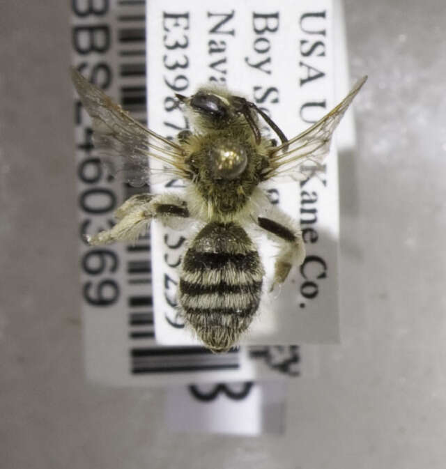 Image of Andrena costillensis Viereck & Cockerell 1914