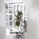 Image of Andrena evoluta Linsley & MacSwain 1961