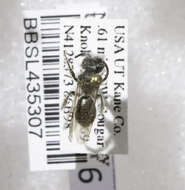 Image of Andrena evoluta Linsley & MacSwain 1961