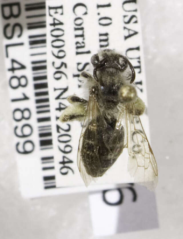 Image of Long-lipped Andrena