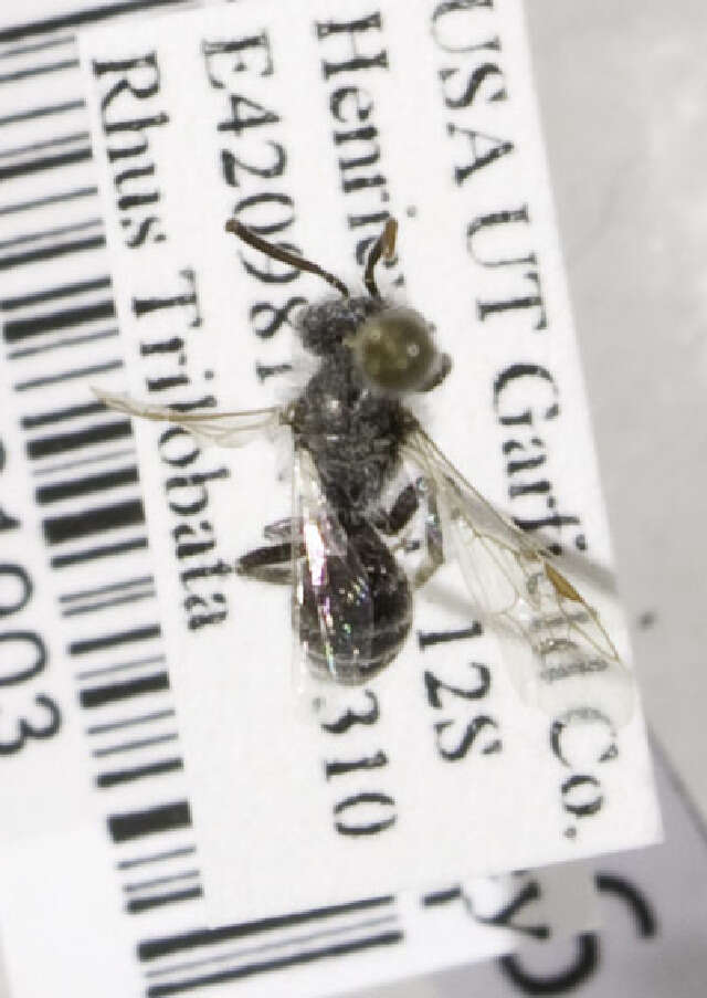 Image of Andrena illinoiensis Robertson 1891