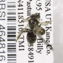 Image of Andrena kristina Lanham 1983