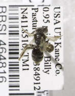 Image of Andrena kristina Lanham 1983