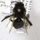 Image of Andrena linsleyana Thorp 1987