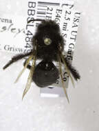 Image of Andrena linsleyana Thorp 1987