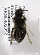 Image of Andrena linsleyana Thorp 1987