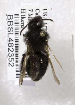 Image of Andrena linsleyana Thorp 1987