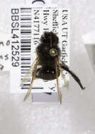 Image of Andrena linsleyana Thorp 1987