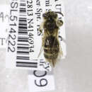 Image of Andrena scurra Viereck 1904