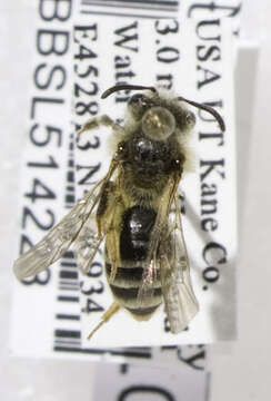 Image of Andrena scurra Viereck 1904