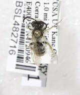 Image of Andrena scurra Viereck 1904