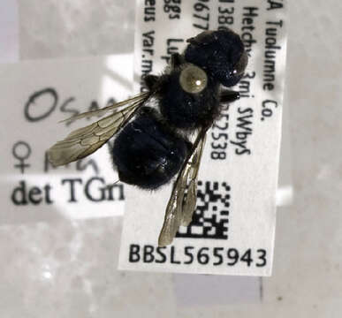 Osmia malina Cockerell 1909的圖片