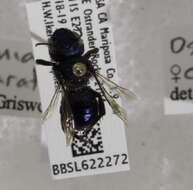 Image of <i>Osmia caraformis</i>