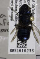 Image of <i>Osmia caraformis</i>