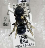 Image of Osmia densa Cresson 1864