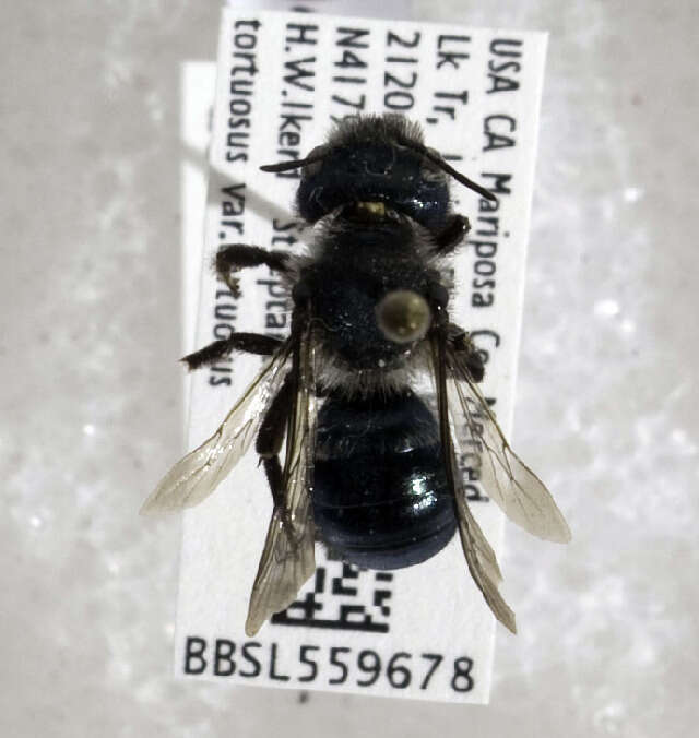 Image de Osmia densa Cresson 1864