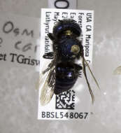 Image of Osmia cara Cockerell 1910