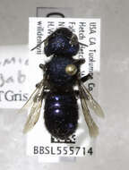 Image de Osmia gabrielis Cockerell 1910