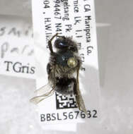 Image of Osmia paradisica Sandhouse 1924