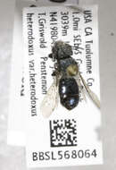 Image of Osmia pentstemonis Cockerell 1906