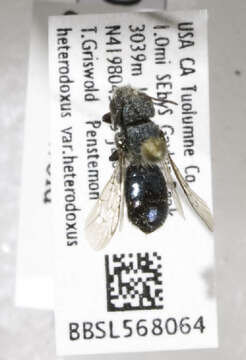 Image of Osmia pentstemonis Cockerell 1906