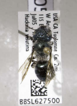 Image of Osmia sculleni Sandhouse 1939